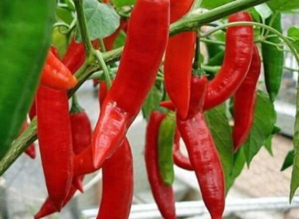  Variedades de pimenta