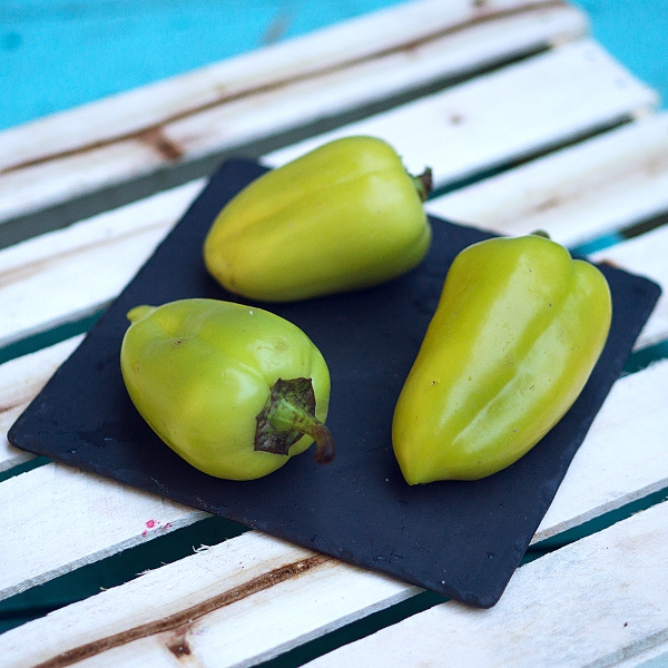 الفلفل الحلو السنونو