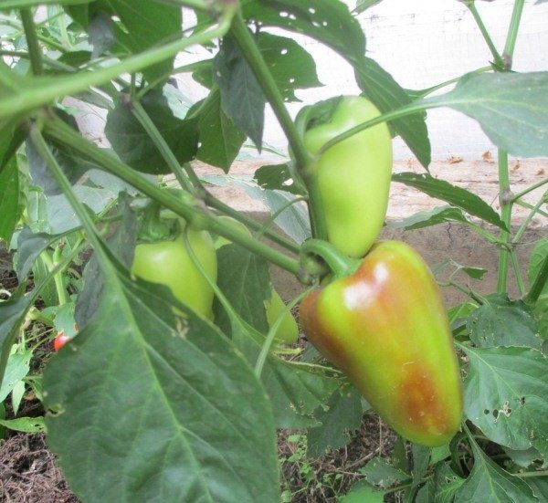 Varietà di peperone dolce formato siberiano