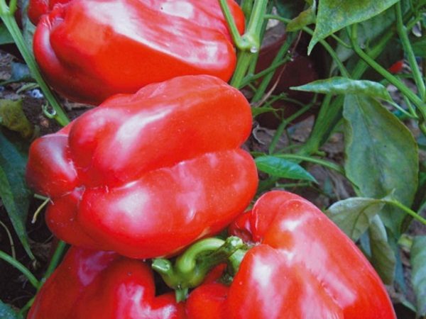 Tolstosum di grado di pepe