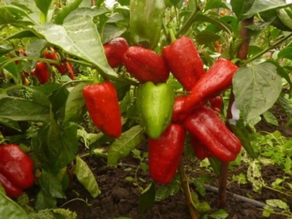 Medaglia d'oro al pepe