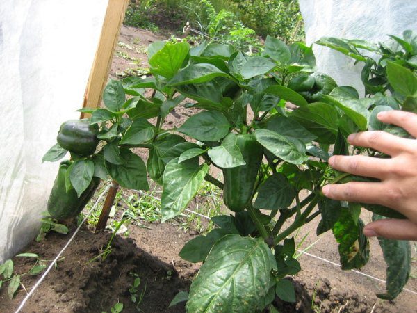 Pepper Saharani Triton