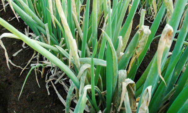 Péronosporose oignon