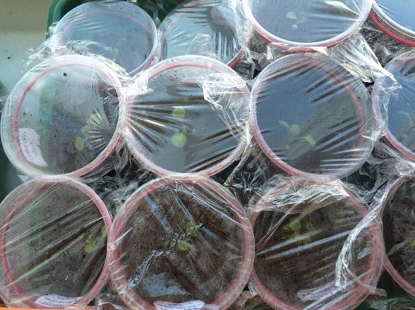 φαινόμενο του θερμοκηπίου