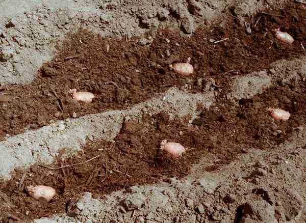For high yield, planting potatoes should be fed with humus and ash.