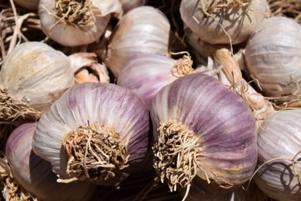 The benefits and harms of garlic for human health, beneficial properties and use
