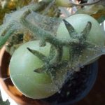 La défaite de la tomate araignée