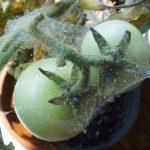 Signe de tétranyque