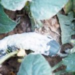Signs of white rot on cucumbers