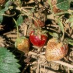 Signs of late blight on strawberries