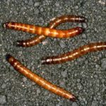 Wireworm