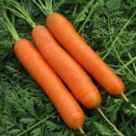 Primo grado Nantes 2