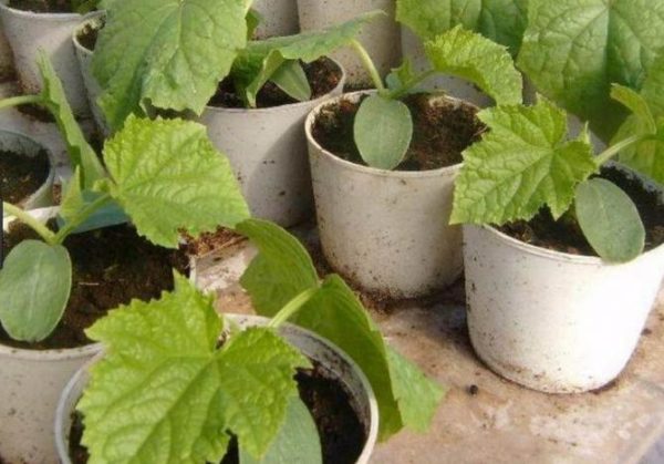 Piantine di cetriolo