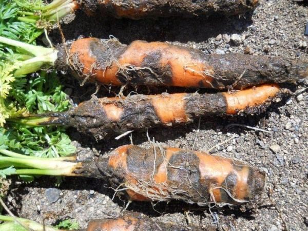 Rhizoctoniosis della carota o feltro Rot