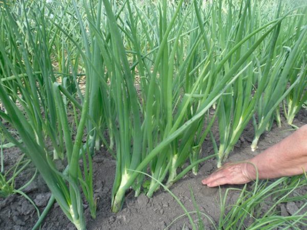 Soin de l'oignon d'hiver