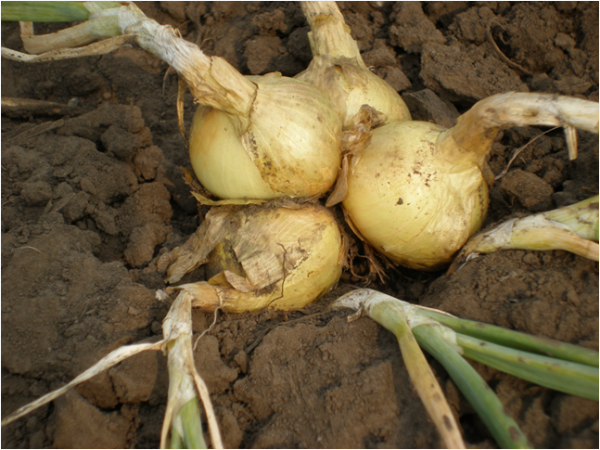 Arc de la famille Albik