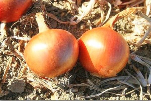 Arc de famille ambre sibérien