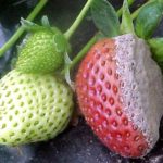 Gray rot on strawberries
