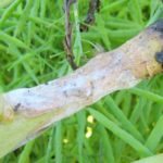 Sclerotinia ή λευκή σήψη