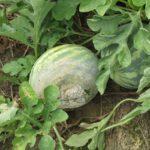 Sclerotinia or white rot