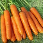 Maturità anticipata Nantes grado 4