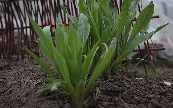 Черен морков кълнове