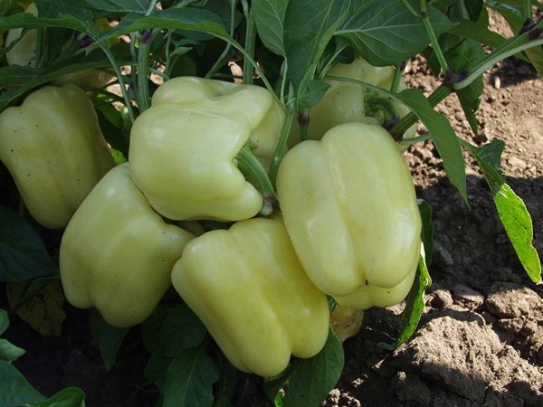 Sweet pepper Tsarina