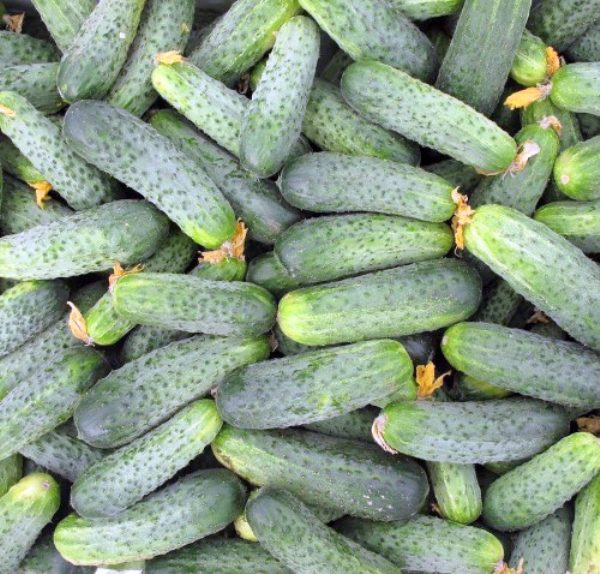 Ajax cucumbers are cylindrical in shape, with large tubercles, dark green, with short light stripes and a whitish tip
