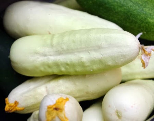  Λευκό Αγγούρι