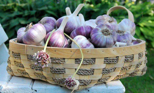 Catégorie d'aile Gribovsky 60