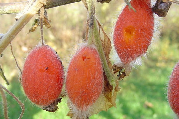 Les Japonais considèrent la culture comme une véritable panacée pour de nombreuses maladies.
