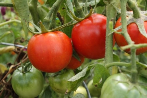 Pros - skoroplodnost, yield, resistance to weather conditions