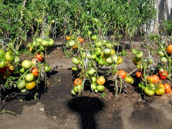 Tomates Andromeda são adequados para o cultivo em solo aberto e na estufa