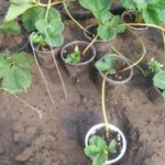 Вкореняване на ягоди