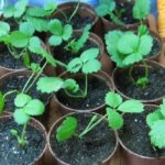 Разсад в саксии