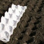 Като сеялка за моркови е удобно да използвате табла за яйца