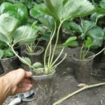 Разсад в пластмасови чаши