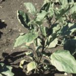 Avvolgimento del pepe verticillare