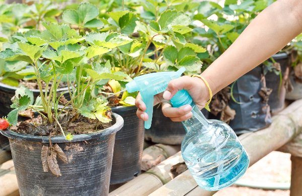 Foliar feeding strawberries