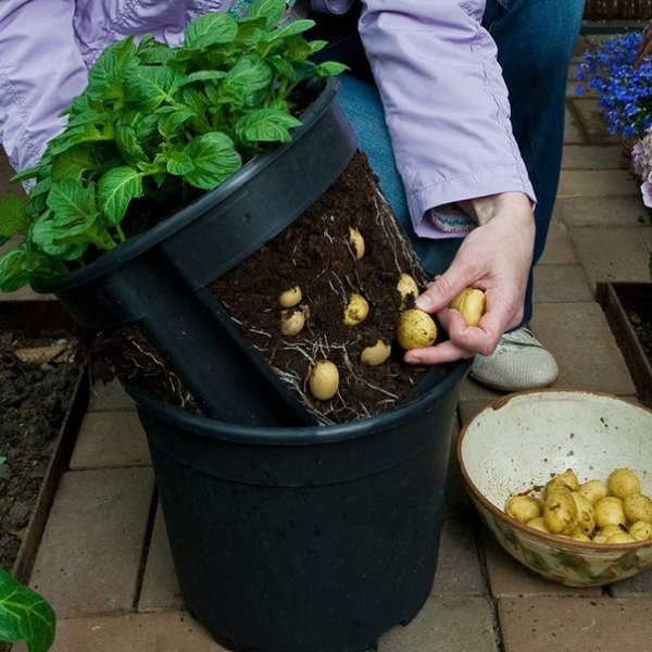 Growing potatoes in a bucket
