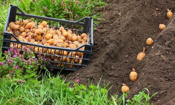 Planting density and planting rate are determined by the potato variety, the properties of seed tubers and weather