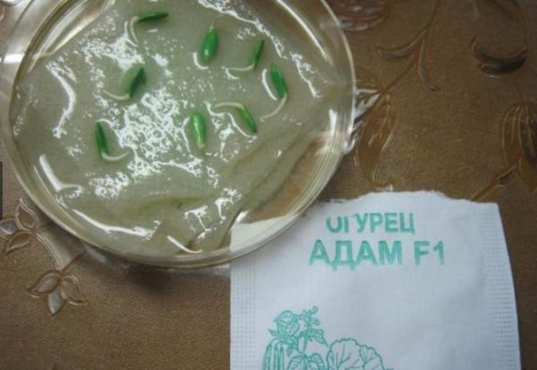 Βυθίστε τους σπόρους