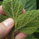 Gli afidi verdi a base di pepe possono distruggere la pianta