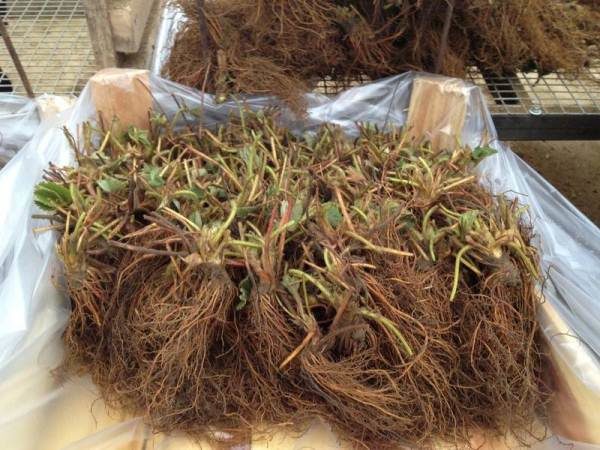 Фриго - замразени разсад от ягода