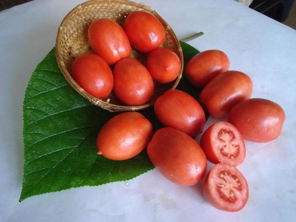 Shuttle - Tomate de haut calibre à maturité précoce