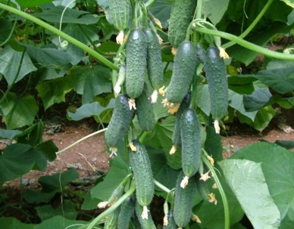 Gherkin variety of cucumbers Director