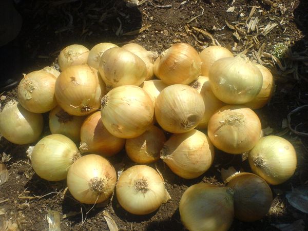Avant un long stockage, les bulbes sont pelés et retirés.