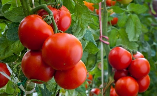 Variedade madura precoce de tomate Andromeda