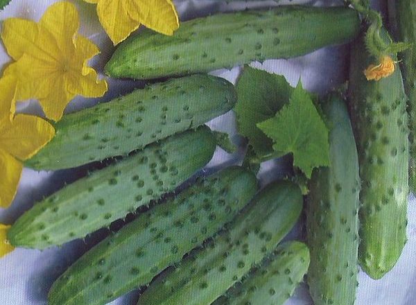  Grau de pepino abril F1