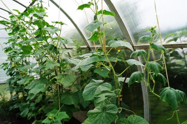 Pour une bonne récolte d'avril il faut faire la formation d'un buisson